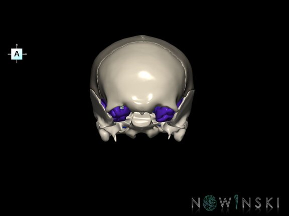 G8.T3.1-16.1-22.2 22.5.8.V1.C2.L0.Cerebrum-Intracranial venous system-Neurocranium-No sphenoid