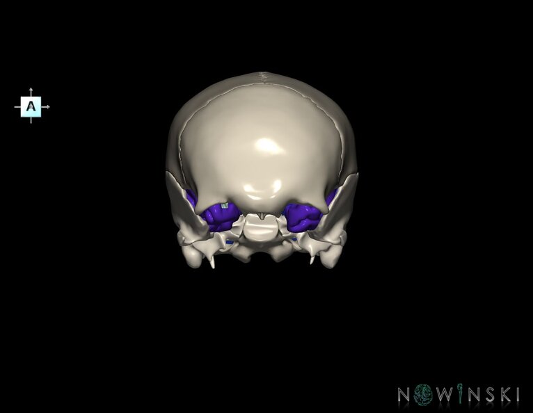 G8.T3.1-16.1-22.2_22.5.8.V1.C2.L0.Cerebrum-Intracranial_venous_system-Neurocranium-No_sphenoid.tiff