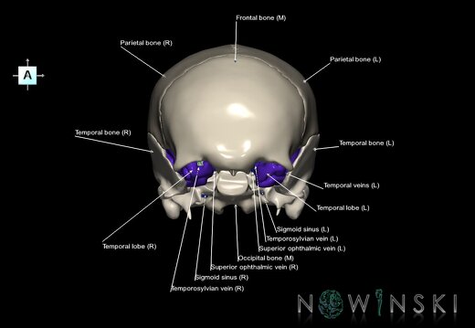 G8.T3.1-16.1-22.2 22.5.8.V1.C2.L1.Cerebrum-Intracranial venous system-Neurocranium-No sphenoid