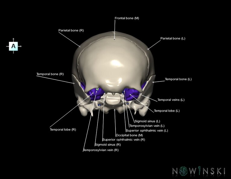 G8.T3.1-16.1-22.2_22.5.8.V1.C2.L1.Cerebrum-Intracranial_venous_system-Neurocranium-No_sphenoid.tiff