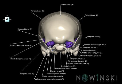 G8.T3.1-16.1-22.2 22.5.8.V1.C3-2.L1.Cerebrum-Intracranial venous system-Neurocranium-No sphenoid