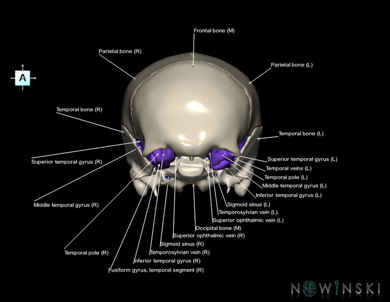 G8.T3.1-16.1-22.2_22.5.8.V1.C3-2.L1.Cerebrum-Intracranial_venous_system-Neurocranium-No_sphenoid.tiff