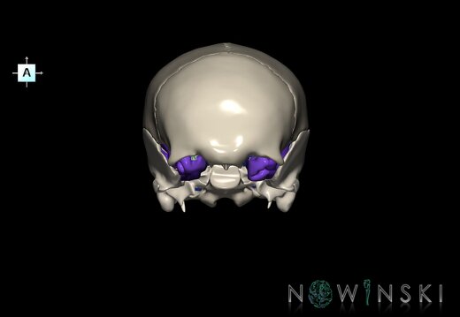 G8.T3.1-16.1-22.2 22.5.8.V1.C4-2.L0.Cerebrum-Intracranial venous system-Neurocranium-No sphenoid