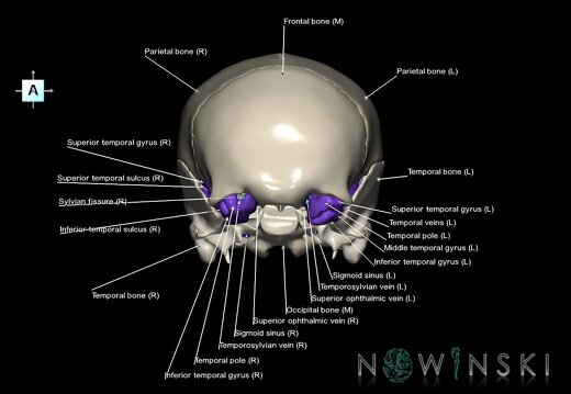 G8.T3.1-16.1-22.2 22.5.8.V1.C4-2.L1.Cerebrum-Intracranial venous system-Neurocranium-No sphenoid