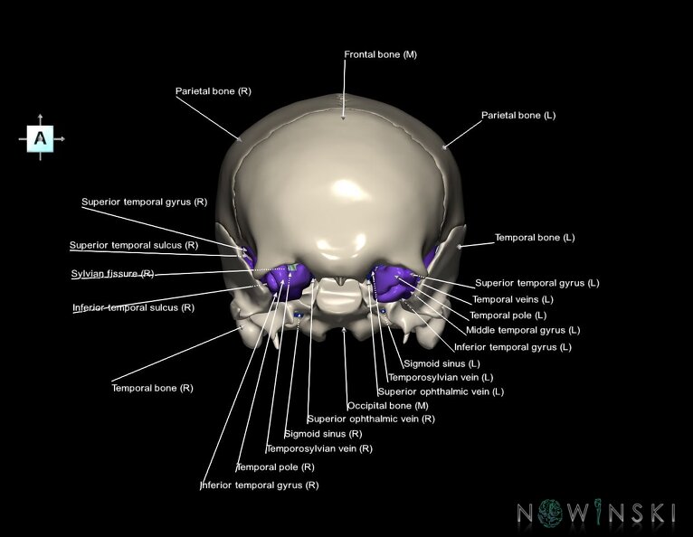 G8.T3.1-16.1-22.2_22.5.8.V1.C4-2.L1.Cerebrum-Intracranial_venous_system-Neurocranium-No_sphenoid.tiff