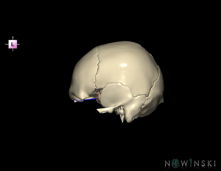 G8.T3.1-16.1-22.2_22.5.8.V2.C1.L0.Cerebrum-Intracranial_venous_system-Neurocranium-No_sphenoid.tiff