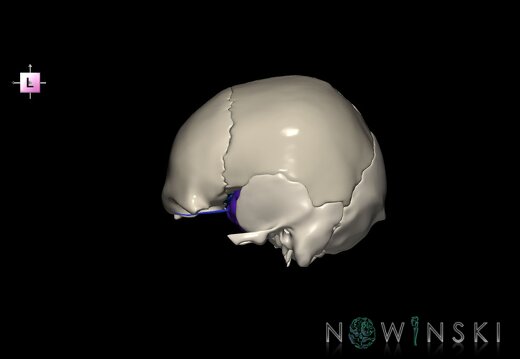 G8.T3.1-16.1-22.2 22.5.8.V2.C2.L0.Cerebrum-Intracranial venous system-Neurocranium-No sphenoid