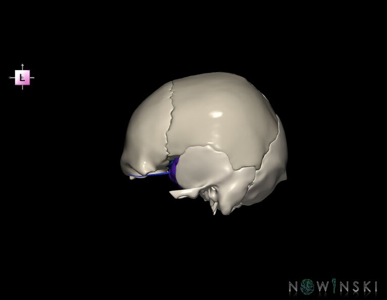 G8.T3.1-16.1-22.2_22.5.8.V2.C2.L0.Cerebrum-Intracranial_venous_system-Neurocranium-No_sphenoid.tiff