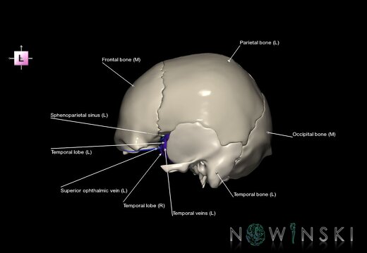 G8.T3.1-16.1-22.2 22.5.8.V2.C2.L1.Cerebrum-Intracranial venous system-Neurocranium-No sphenoid