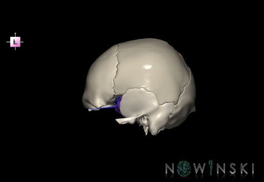 G8.T3.1-16.1-22.2 22.5.8.V2.C3-2.L0.Cerebrum-Intracranial venous system-Neurocranium-No sphenoid