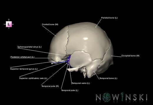 G8.T3.1-16.1-22.2 22.5.8.V2.C3-2.L1.Cerebrum-Intracranial venous system-Neurocranium-No sphenoid
