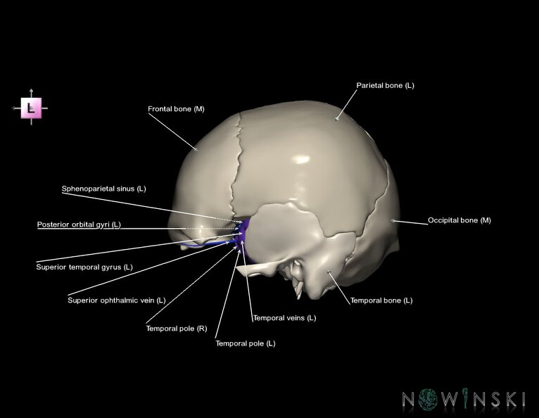 G8.T3.1-16.1-22.2_22.5.8.V2.C3-2.L1.Cerebrum-Intracranial_venous_system-Neurocranium-No_sphenoid.tiff