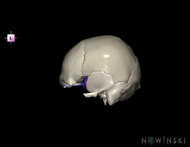 G8.T3.1-16.1-22.2_22.5.8.V2.C4-2.L0.Cerebrum-Intracranial_venous_system-Neurocranium-No_sphenoid.tiff