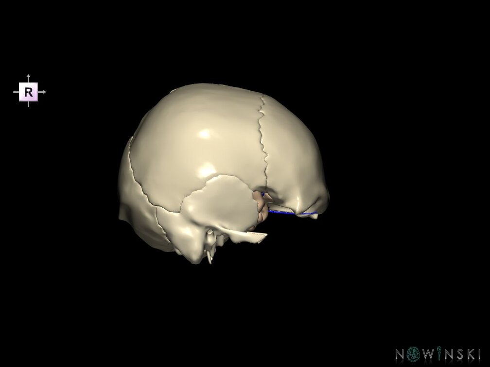 G8.T3.1-16.1-22.2 22.5.8.V4.C1.L0.Cerebrum-Intracranial venous system-Neurocranium-No sphenoid