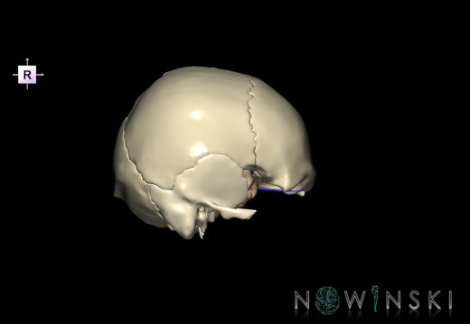 G8.T3.1-16.1-22.2 22.5.8.V4.C1.L0.Cerebrum-Intracranial venous system-Neurocranium-No sphenoid