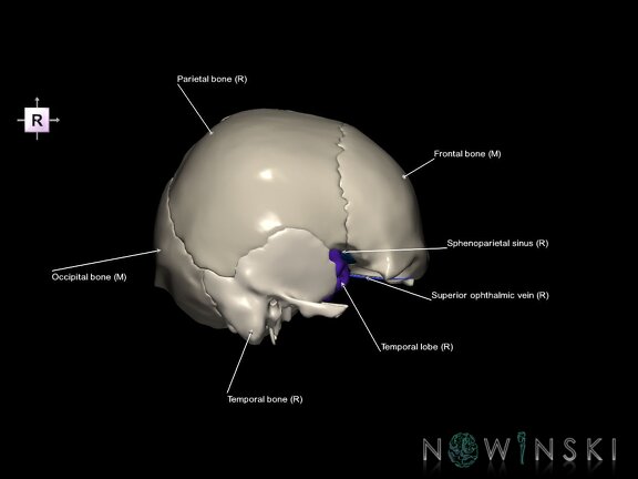 G8.T3.1-16.1-22.2 22.5.8.V4.C2.L1.Cerebrum-Intracranial venous system-Neurocranium-No sphenoid