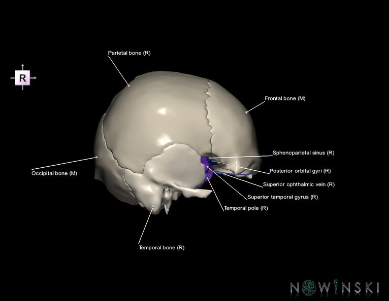 G8.T3.1-16.1-22.2_22.5.8.V4.C3-2.L1.Cerebrum-Intracranial_venous_system-Neurocranium-No_sphenoid.tiff