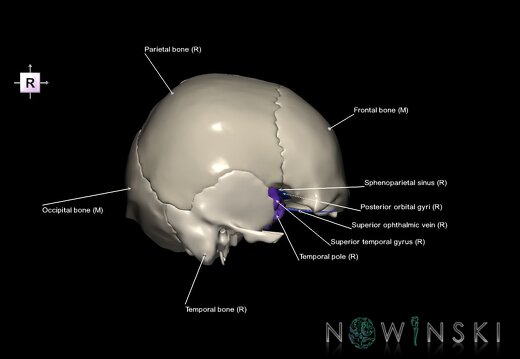 G8.T3.1-16.1-22.2 22.5.8.V4.C4-2.L1.Cerebrum-Intracranial venous system-Neurocranium-No sphenoid