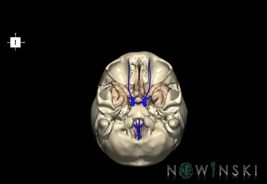 G8.T3.1-16.1-22.2 22.5.8.V6.C1.L0.Cerebrum-Intracranial venous system-Neurocranium-No sphenoid