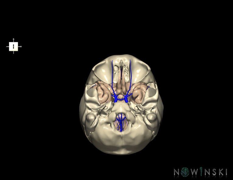 G8.T3.1-16.1-22.2_22.5.8.V6.C1.L0.Cerebrum-Intracranial_venous_system-Neurocranium-No_sphenoid.tiff