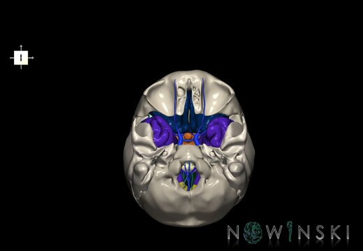 G8.T3.1-16.1-22.2 22.5.8.V6.C2.L0.Cerebrum-Intracranial venous system-Neurocranium-No sphenoid