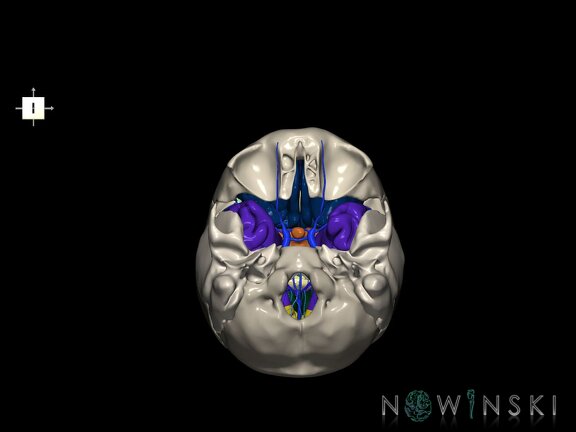G8.T3.1-16.1-22.2 22.5.8.V6.C2.L0.Cerebrum-Intracranial venous system-Neurocranium-No sphenoid