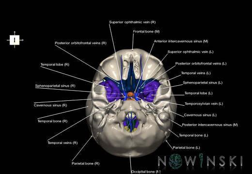 G8.T3.1-16.1-22.2 22.5.8.V6.C2.L1.Cerebrum-Intracranial venous system-Neurocranium-No sphenoid