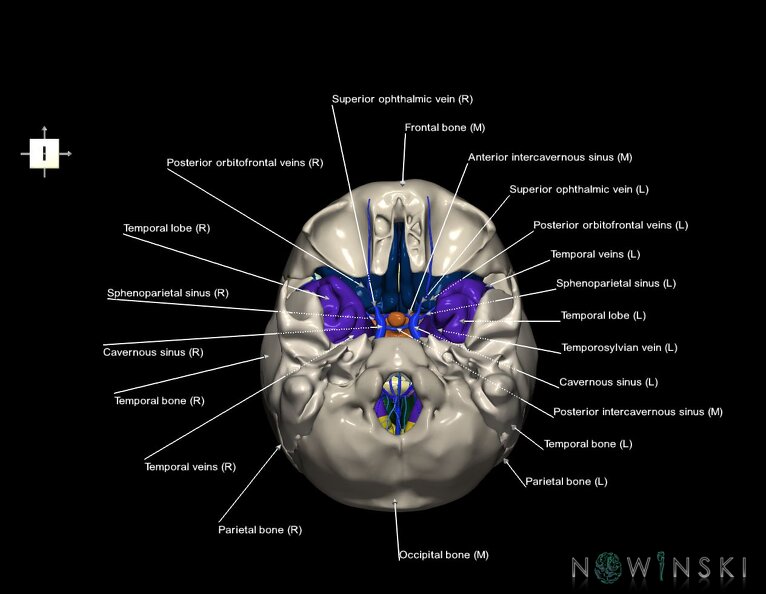 G8.T3.1-16.1-22.2_22.5.8.V6.C2.L1.Cerebrum-Intracranial_venous_system-Neurocranium-No_sphenoid.tiff