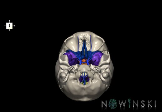 G8.T3.1-16.1-22.2 22.5.8.V6.C3-2.L0.Cerebrum-Intracranial venous system-Neurocranium-No sphenoid