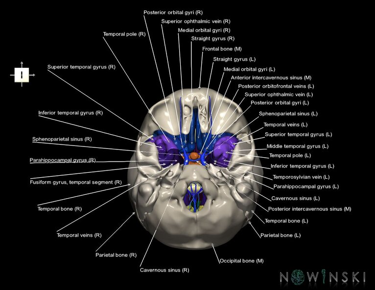 G8.T3.1-16.1-22.2_22.5.8.V6.C3-2.L1.Cerebrum-Intracranial_venous_system-Neurocranium-No_sphenoid.tiff