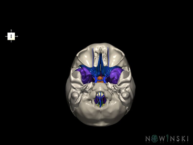 G8.T3.1-16.1-22.2 22.5.8.V6.C4-2.L0.Cerebrum-Intracranial venous system-Neurocranium-No sphenoid