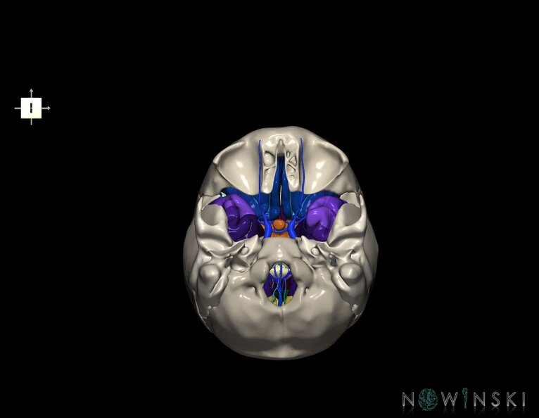 G8.T3.1-16.1-22.2_22.5.8.V6.C4-2.L0.Cerebrum-Intracranial_venous_system-Neurocranium-No_sphenoid.tiff