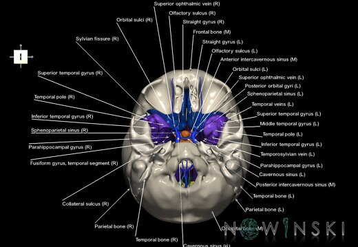 G8.T3.1-16.1-22.2 22.5.8.V6.C4-2.L1.Cerebrum-Intracranial venous system-Neurocranium-No sphenoid