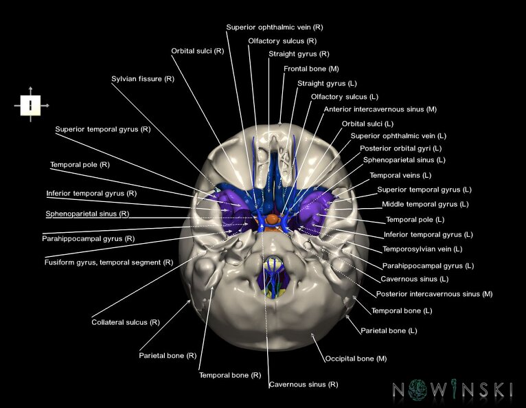 G8.T3.1-16.1-22.2_22.5.8.V6.C4-2.L1.Cerebrum-Intracranial_venous_system-Neurocranium-No_sphenoid.tiff