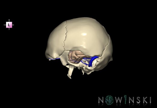 G8.T3.1-16.1-22.2 22.5.9.V2.C1.L0.Cerebrum-Intra venous system-Neurocranium-No temporal bone