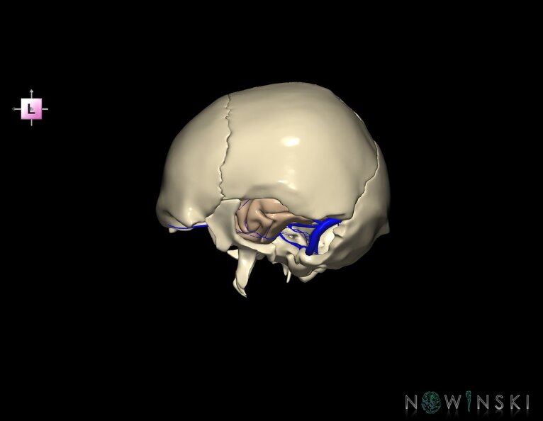 G8.T3.1-16.1-22.2_22.5.9.V2.C1.L0.Cerebrum-Intra_venous_system-Neurocranium-No_temporal_bone.tiff