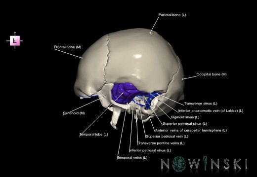 G8.T3.1-16.1-22.2 22.5.9.V2.C2.L1.Cerebrum-Intra venous system-Neurocranium-No temporal bone