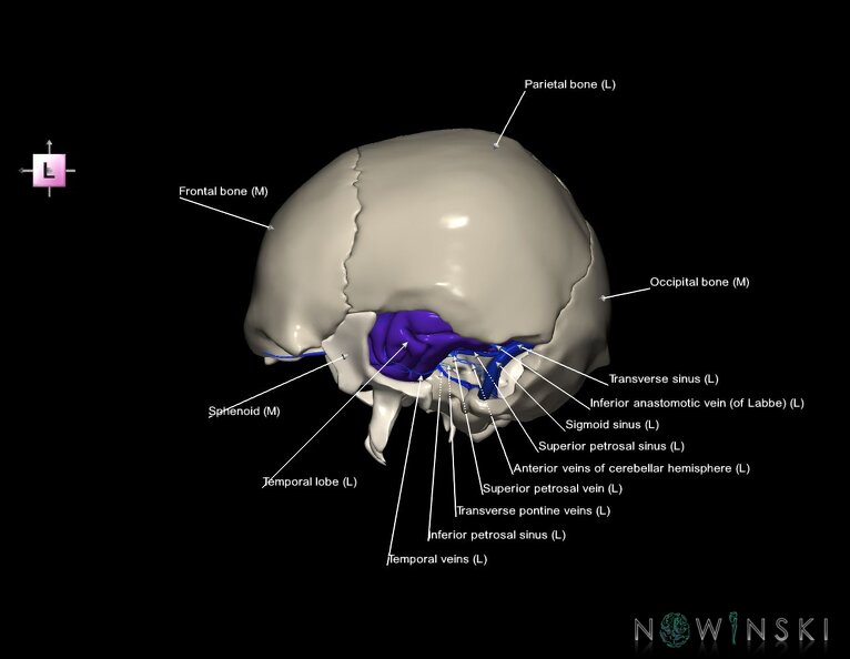 G8.T3.1-16.1-22.2_22.5.9.V2.C2.L1.Cerebrum-Intra_venous_system-Neurocranium-No_temporal_bone.tiff
