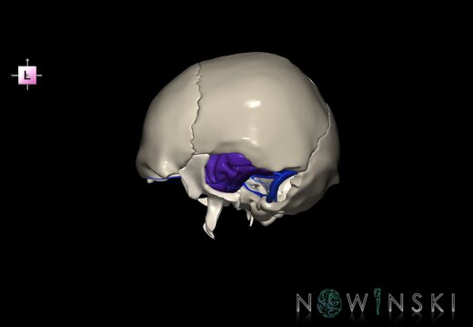 G8.T3.1-16.1-22.2 22.5.9.V2.C3-2.L0.Cerebrum-Intra venous system-Neurocranium-No temporal bone