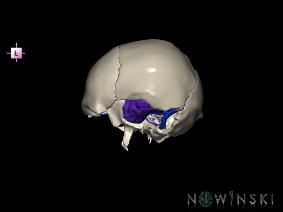 G8.T3.1-16.1-22.2 22.5.9.V2.C3-2.L0.Cerebrum-Intra venous system-Neurocranium-No temporal bone