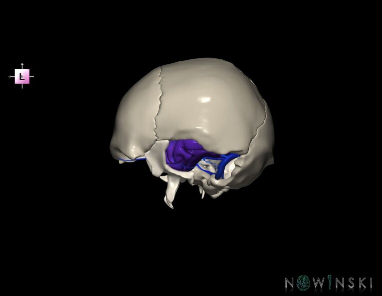 G8.T3.1-16.1-22.2_22.5.9.V2.C3-2.L0.Cerebrum-Intra_venous_system-Neurocranium-No_temporal_bone.tiff