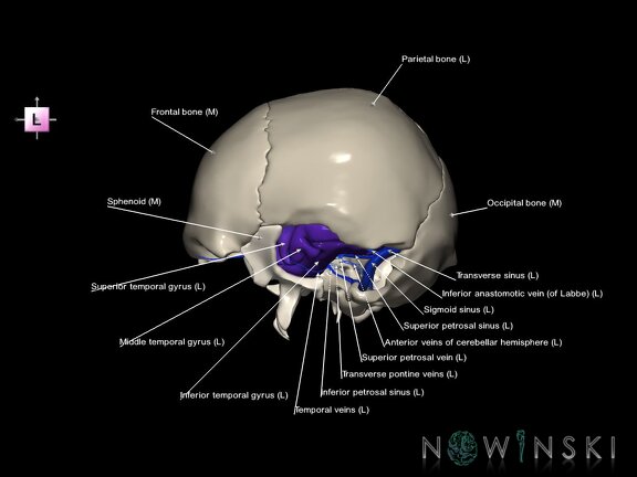 G8.T3.1-16.1-22.2 22.5.9.V2.C3-2.L1.Cerebrum-Intra venous system-Neurocranium-No temporal bone