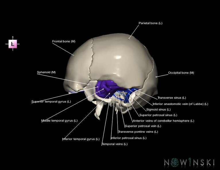 G8.T3.1-16.1-22.2_22.5.9.V2.C3-2.L1.Cerebrum-Intra_venous_system-Neurocranium-No_temporal_bone.tiff