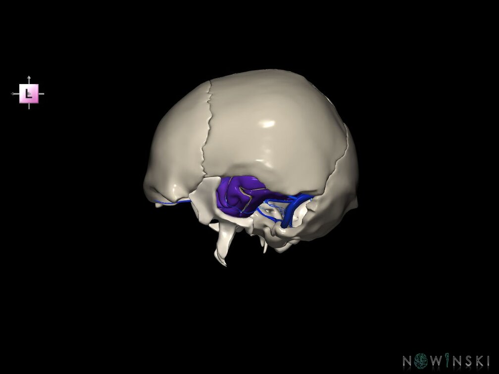 G8.T3.1-16.1-22.2 22.5.9.V2.C4-2.L0.Cerebrum-Intra venous system-Neurocranium-No temporal bone