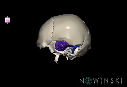 G8.T3.1-16.1-22.2 22.5.9.V2.C4-2.L0.Cerebrum-Intra venous system-Neurocranium-No temporal bone