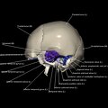 G8.T3.1-16.1-22.2 22.5.9.V2.C4-2.L1.Cerebrum-Intra venous system-Neurocranium-No temporal bone