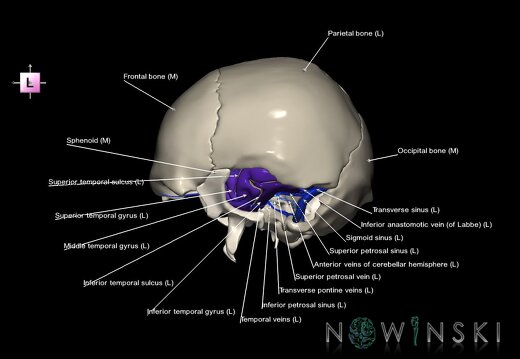 G8.T3.1-16.1-22.2 22.5.9.V2.C4-2.L1.Cerebrum-Intra venous system-Neurocranium-No temporal bone