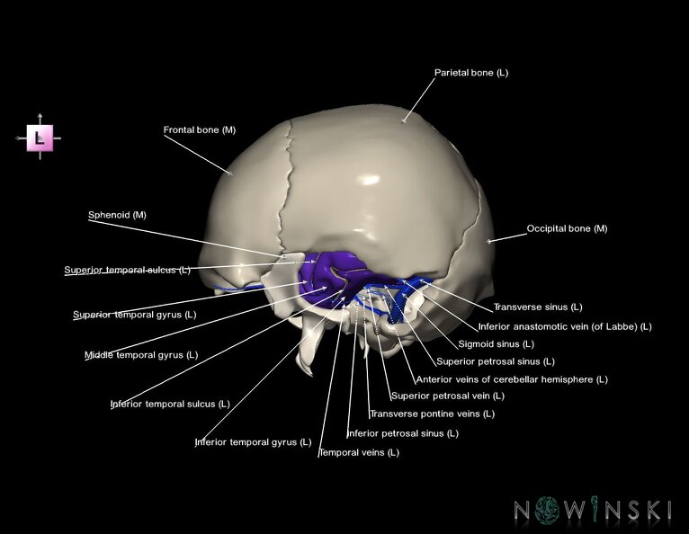 G8.T3.1-16.1-22.2_22.5.9.V2.C4-2.L1.Cerebrum-Intra_venous_system-Neurocranium-No_temporal_bone.tiff