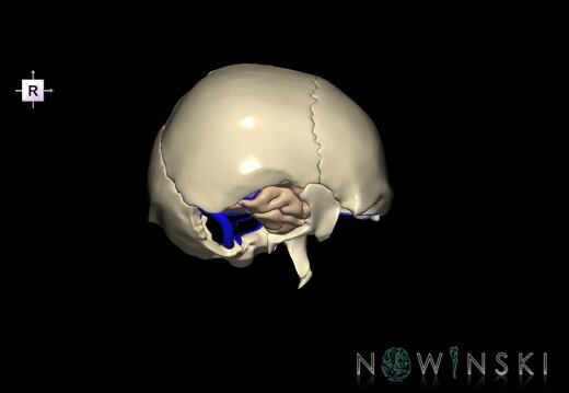 G8.T3.1-16.1-22.2 22.5.9.V4.C1.L0.Cerebrum-Intra venous system-Neurocranium-No temporal bone