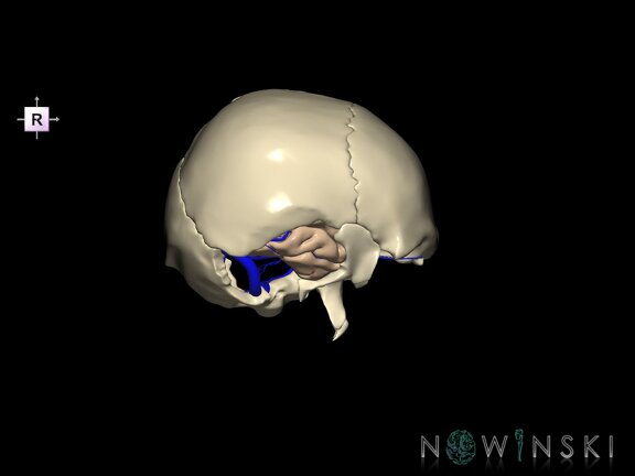 G8.T3.1-16.1-22.2 22.5.9.V4.C1.L0.Cerebrum-Intra venous system-Neurocranium-No temporal bone